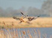 Marsh harriers in battle by Erik Veldkamp thumbnail