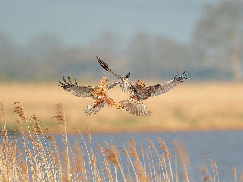 Marsh harriers in battle by Erik Veldkamp