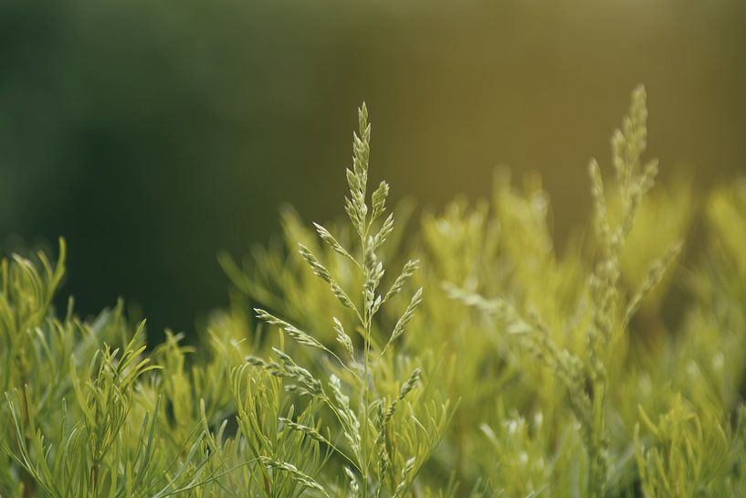 projeter par Tomas S.