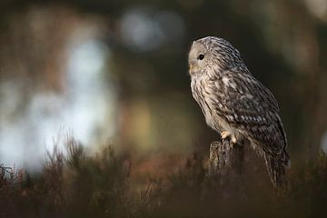 Ural Owl ( Strix uralensis ) perched on a tree stump on a clearing in the woods van wunderbare Erde