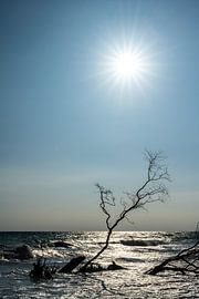 Schatten und Strahlen: Poesie im Gegenlicht