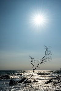 Ombre et rayons : Poésie en contre-jour