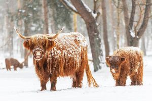 Schottische Highlander-Kuh und Kalb im Winter im Schnee