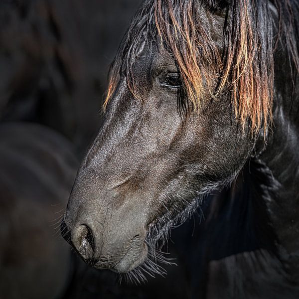 Portrait of a horse with dark background by Harrie Muis
