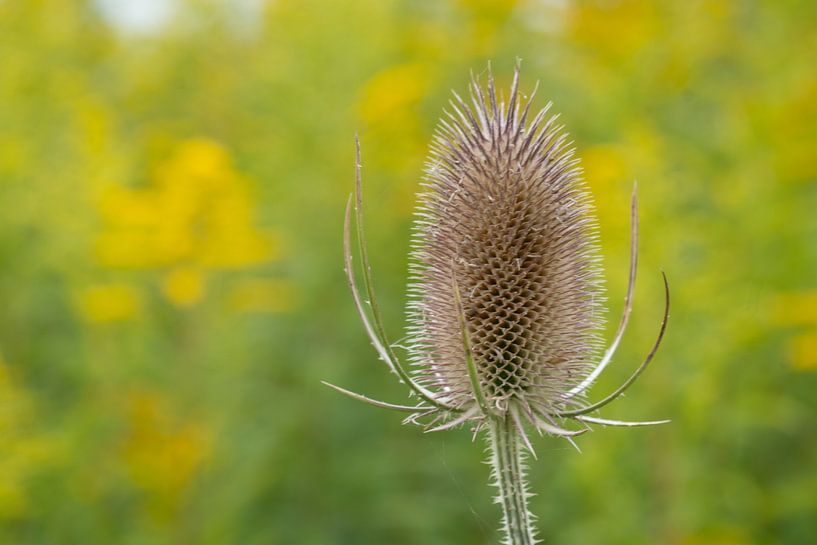 Distel van Maaike Krimpenfort