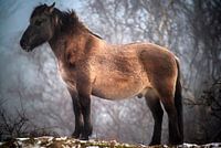 Pferd in der Wildnis