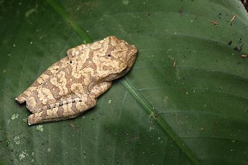 Grenouille arboricole sur Simon Hazenberg