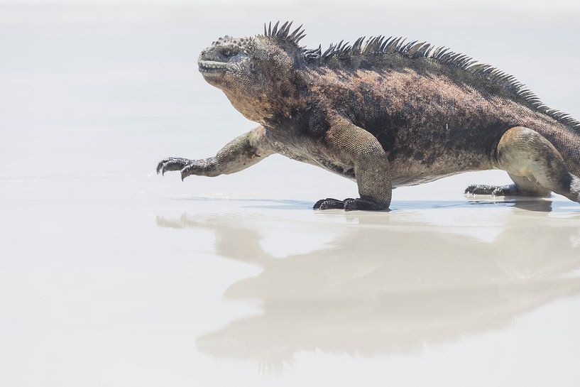 Otarie des Galápagos par Daniël Schonewille