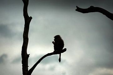 Silhouette van een aap in een boom van Chihong