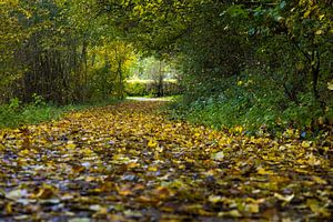 Tunnel aus Bäumen und herbstlich gefärbten Blättern im Erholungsgebiet Geestmerambacht