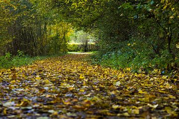 Tunnel van bomen en bladeren in herfstkleuren in recreatiegebied Geestmerambacht van Bram Lubbers