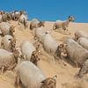 Sheep - Loonse and Drunense Dunes by Laura Vink