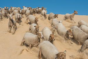 Moutons - Dunes de Loonse et Drunense sur Laura Vink