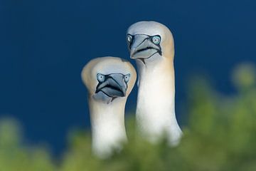 Odd Couple of Gannets by Harry Eggens