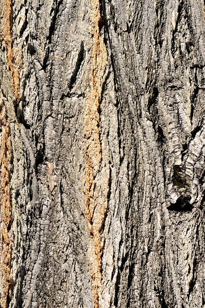 Robinia bark by Heiko Kueverling