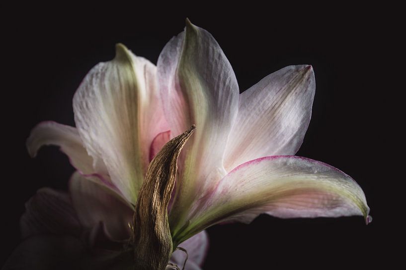 Amaryllis flower by Sandra Hazes