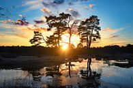Pines on fens at sunset by Paul Kipping thumbnail