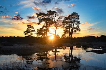 Pines on fens at sunset by Paul Kipping