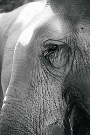 Lichte close-up van een olifantenoog in zwart-wit van Troy Wegman
