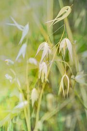 Hafer von Frans Nijland