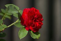 David Austin Roos Darcey Bussell Rood
