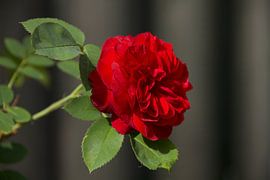 David Austin Roos Darcey Bussell Rood by Roberto Zea Groenland-Vogels