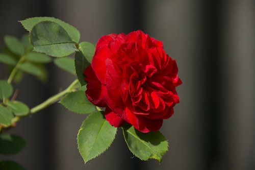 David Austin Roos Darcey Bussell Rood