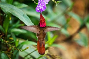 Rode kolibrie van gea strucks