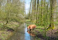 twee bruine biologisch geteelde varkens lopen vrij rond in een stuk bos en drinken uit een sloot