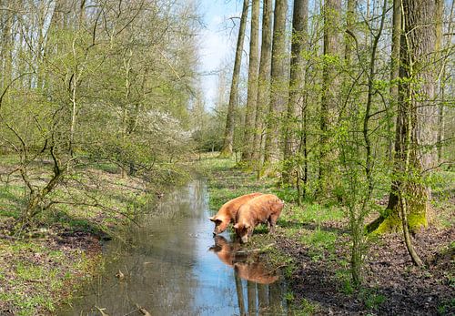 zwei braune Bio-Schweine laufen in einem Waldstück frei herum und trinken aus einem Graben