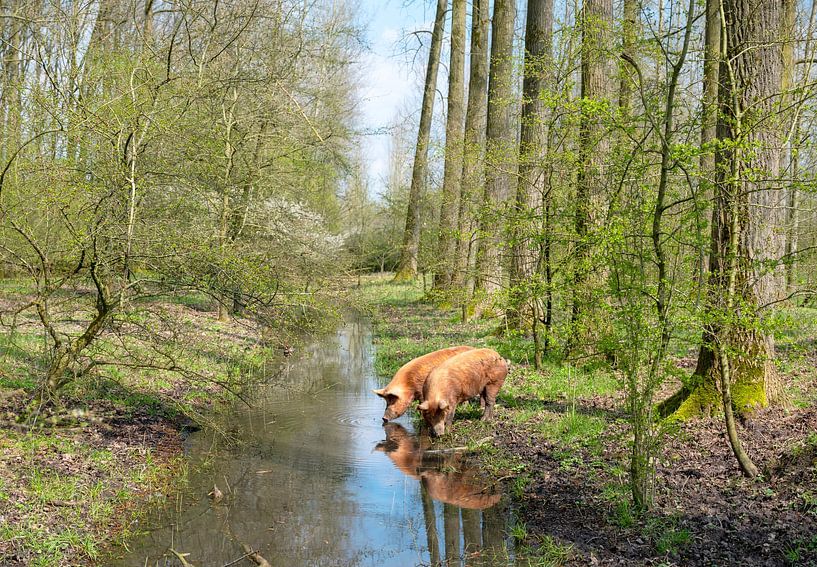 zwei braune Bio-Schweine laufen in einem Waldstück frei herum und trinken aus einem Graben von anton havelaar