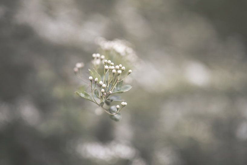 bloemen part 288 van Tania Perneel
