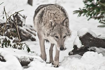 Une femelle loup se faufile, va tout droit, sort de sous l'arbre de Noël dans la forêt. sur Michael Semenov