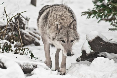 A female wolf sneaks up, goes straight, goes out from under the Christmas tree in the forest.