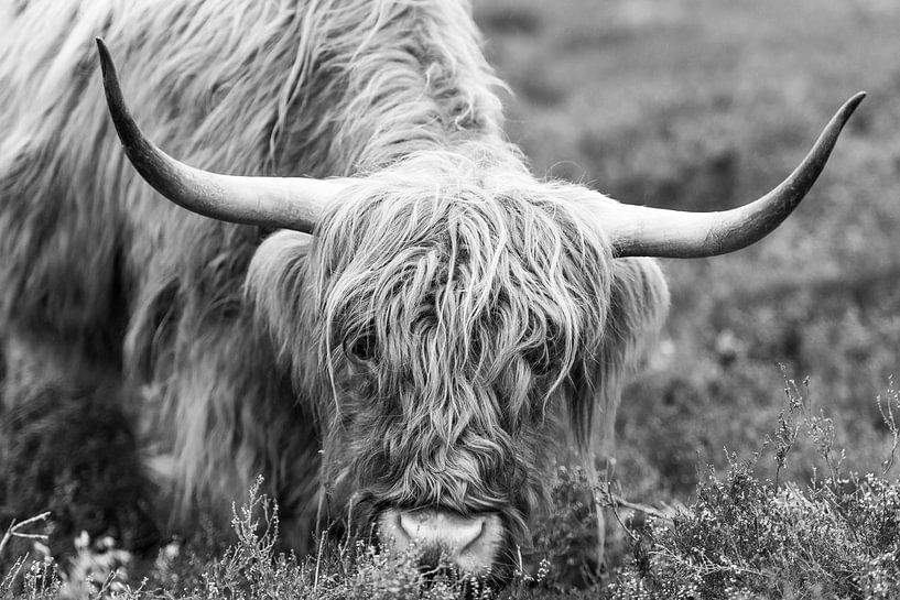 Portret van een Schotse Hooglander in zwart wit van Sjoerd van der Wal Fotografie