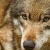 geweldige close up foto van de kop van een wolf die zeer alert is op zijn omgeving van Margriet Hulsker