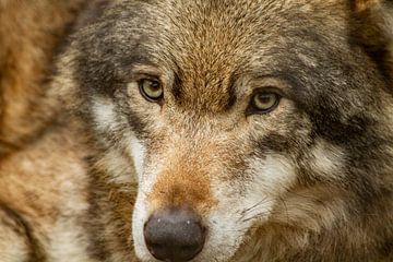 großartige Nahaufnahme des Kopfes eines Wolfes, der seine Umgebung sehr aufmerksam wahrnimmt