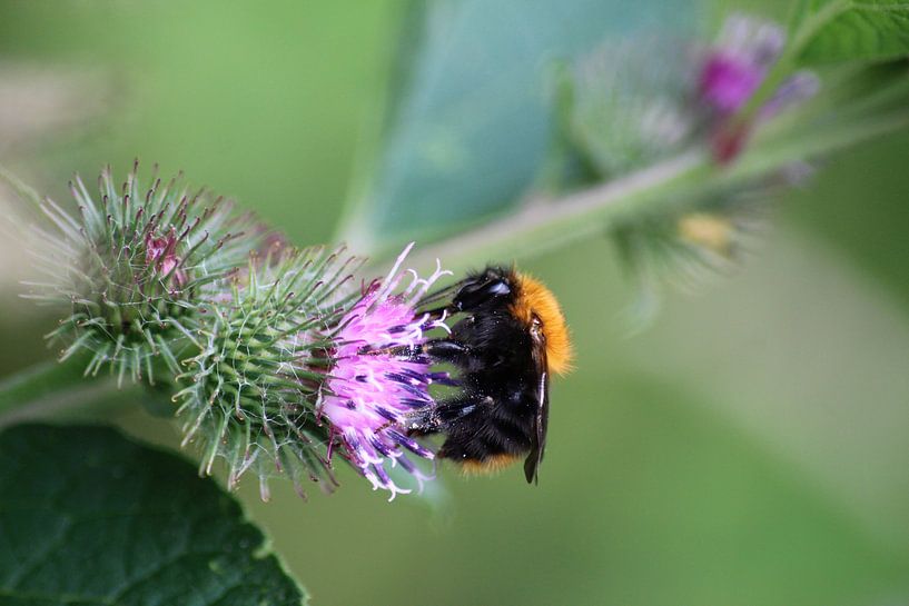 Vielbeschäftigte Biene von Shirley Douwstra