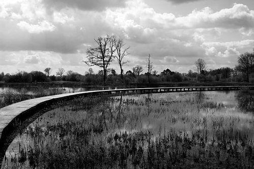 Bomen en reflectie in het water