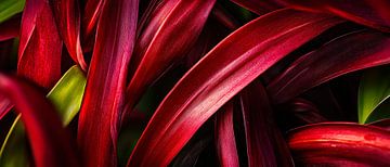 Colourful plant leaves - close-up by Poster Art Shop
