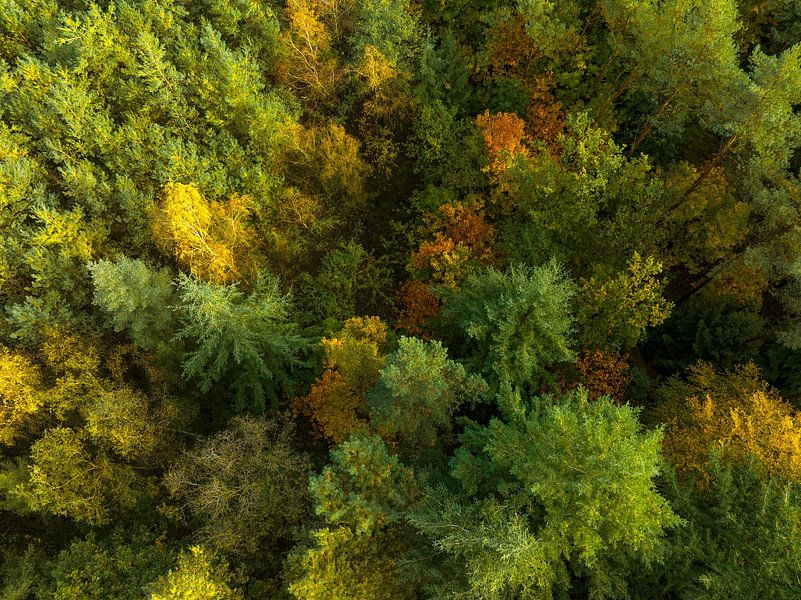 Herfstbos met kleurrijke bladeren van bovenaf gezien van Sjoerd van der Wal Fotografie
