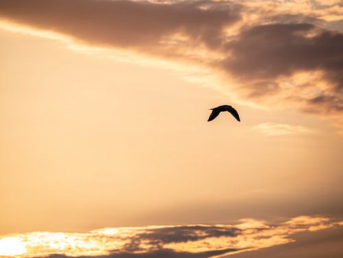 Möwe in den sonnigen Himmel