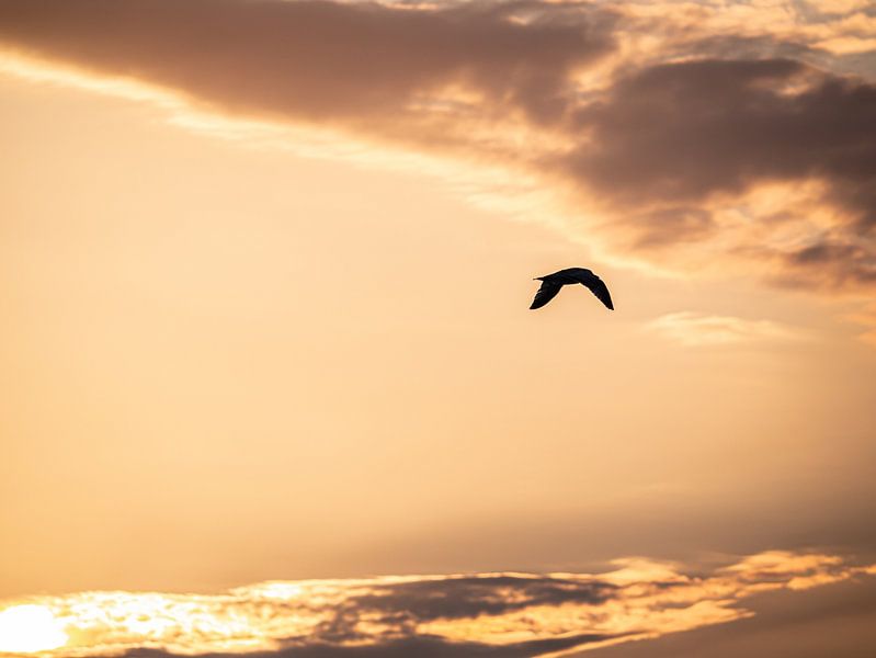 Gull in the sunny sky by Larissa Geuke
