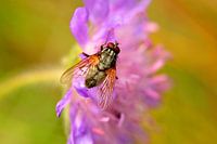 The Fly....