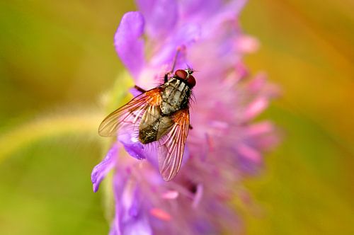 Schoonheid van een vlieg