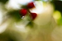 herfstbesjes