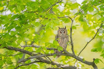 Long-eared owl in the tree by Larissa Rand