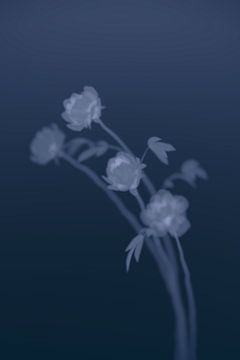 Ins tiefe Blumenblau 2
