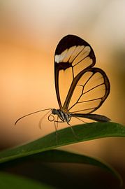 I bear no secrets by Bastian Boogaard