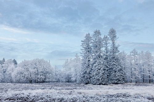 White trees under the blue sky
